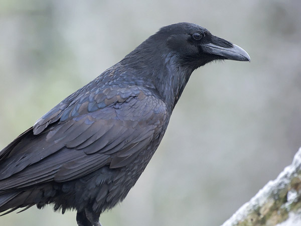 Korppi, Common Raven, Corvus corax
